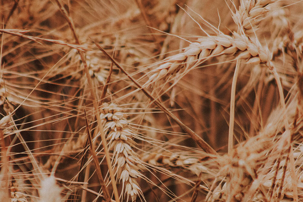 10 simple everyday actions to protect the planet