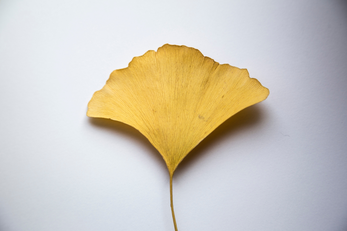 Ginkgo Biloba: this plant that preserves your memory.